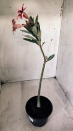 Planta Simples 2570 – 30cm – 02 anos - Imagem 5