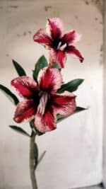 Planta Simples 2570 – 30cm – 02 anos