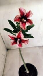 Planta Simples 2570 – 30cm – 02 anos - Imagem 4