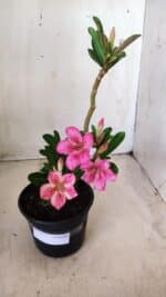 Planta Simples 2571 – 30cm – 02 anos - Imagem 2