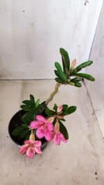 Planta Simples 2571 – 30cm – 02 anos - Imagem 9