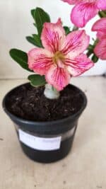 Planta Simples 2571 – 30cm – 02 anos - Imagem 5