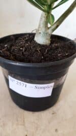 Planta Simples 2571 – 30cm – 02 anos - Imagem 8