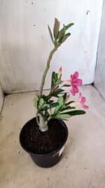 Planta Simples 2571 – 30cm – 02 anos - Imagem 7