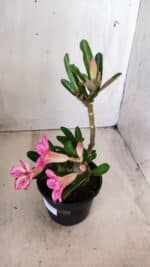 Planta Simples 2571 – 30cm – 02 anos - Imagem 6