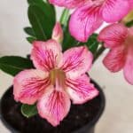 Planta Simples 2571 – 30cm – 02 anos