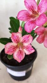 Planta Simples 2571 – 30cm – 02 anos