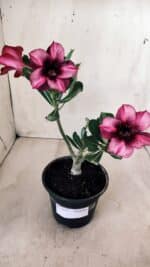 Planta Simples 2572 – 25cm – 01 ano - Imagem 2