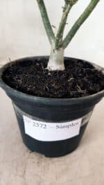 Planta Simples 2572 – 25cm – 01 ano - Imagem 6