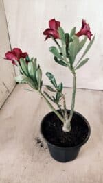 Planta Simples 2572 – 25cm – 01 ano - Imagem 5