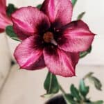 Planta Simples 2572 – 25cm – 01 ano