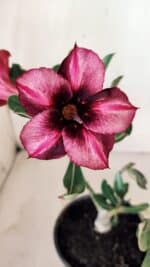 Planta Simples 2572 – 25cm – 01 ano