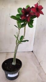 Planta Simples 2573 – 30cm – 02 anos - Imagem 2