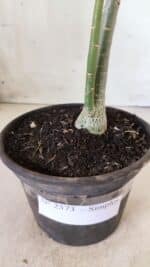 Planta Simples 2573 – 30cm – 02 anos - Imagem 6