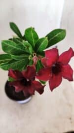 Planta Simples 2573 – 30cm – 02 anos - Imagem 4