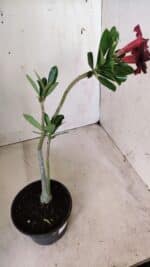 Planta Simples 2573 – 30cm – 02 anos - Imagem 5