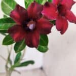 Planta Simples 2573 – 30cm – 02 anos