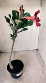 Planta Simples 2574 – 30cm – 02 anos - Imagem 6