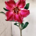 Planta Simples 2574 – 30cm – 02 anos