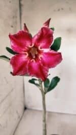 Planta Simples 2574 – 30cm – 02 anos - Imagem 3