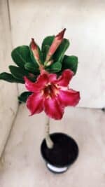 Planta Simples 2574 – 30cm – 02 anos - Imagem 4