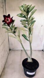 Planta Simples 2575 – 35cm – 03 anos - Imagem 2