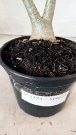 Planta Simples 2575 – 35cm – 03 anos - Imagem 5