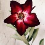 Planta Simples 2575 – 35cm – 03 anos