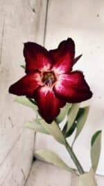 Planta Simples 2575 – 35cm – 03 anos