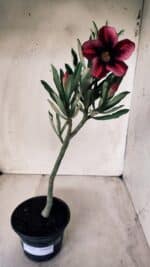 Planta Simples 2576 – 30cm – 02 anos - Imagem 2