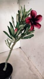 Planta Simples 2576 – 30cm – 02 anos - Imagem 7