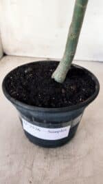 Planta Simples 2576 – 30cm – 02 anos - Imagem 6