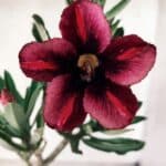 Planta Simples 2576 – 30cm – 02 anos