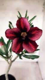 Planta Simples 2576 – 30cm – 02 anos