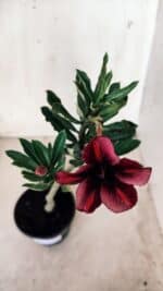 Planta Simples 2576 – 30cm – 02 anos - Imagem 4