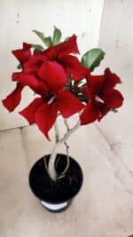 Planta Simples 2577 – 30cm – 02 anos - Imagem 2