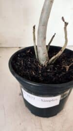 Planta Simples 2577 – 30cm – 02 anos - Imagem 7