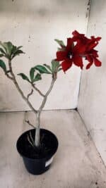 Planta Simples 2577 – 30cm – 02 anos - Imagem 6