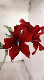 Planta Simples 2577 – 30cm – 02 anos