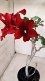 Planta Simples 2577 – 30cm – 02 anos - Imagem 3