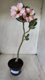 Planta Simples 2578 – 30cm – 02 anos - Imagem 2