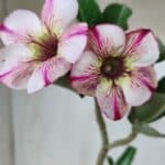 Planta Simples 2578 – 30cm – 02 anos