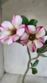 Planta Simples 2578 – 30cm – 02 anos