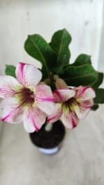 Planta Simples 2578 – 30cm – 02 anos - Imagem 4