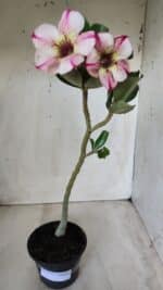 Planta Simples 2578 – 30cm – 02 anos - Imagem 7