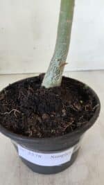 Planta Simples 2578 – 30cm – 02 anos - Imagem 6