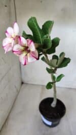 Planta Simples 2578 – 30cm – 02 anos - Imagem 5