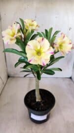 Planta Simples 2579 – 28cm – 02 anos - Imagem 2