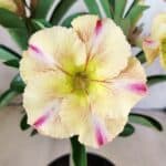 Planta Simples 2579 – 28cm – 02 anos