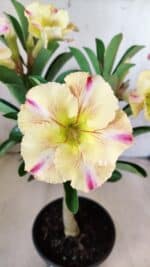 Planta Simples 2579 – 28cm – 02 anos